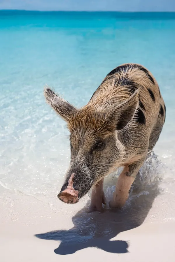 Facts About Pigs