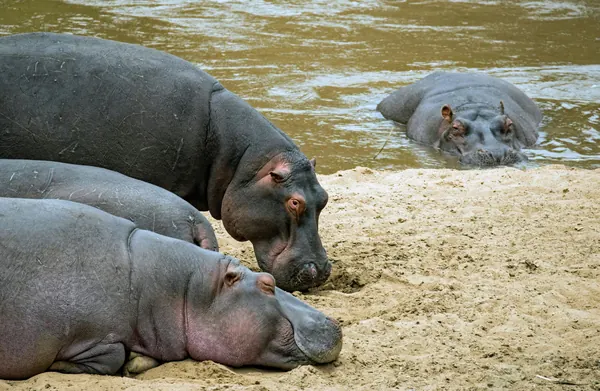 Facts About Pygmy Hippos