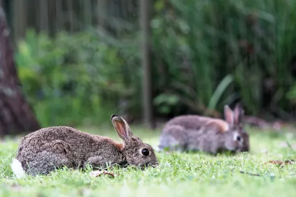 Facts About Rabbits