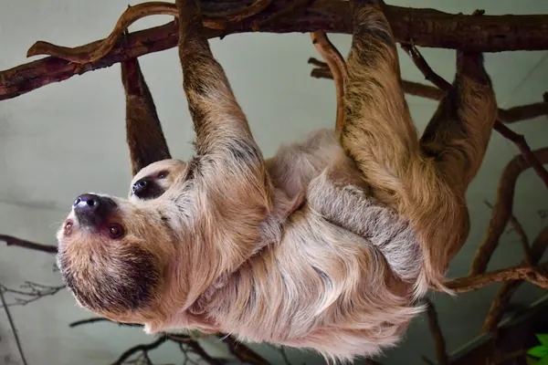 Facts About Sloths