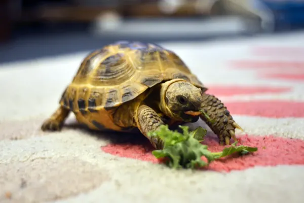 Facts About Tortoises