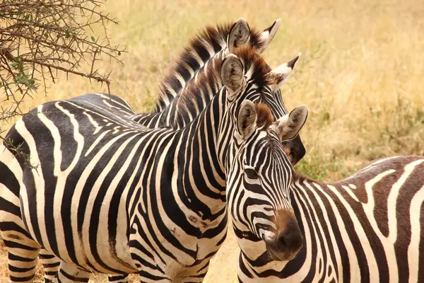 Facts About Zebras