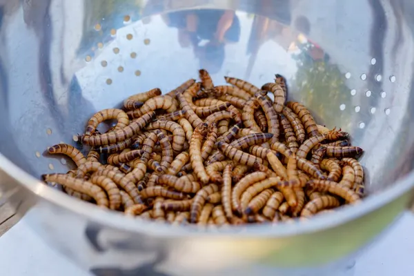How to Make Edible Insects