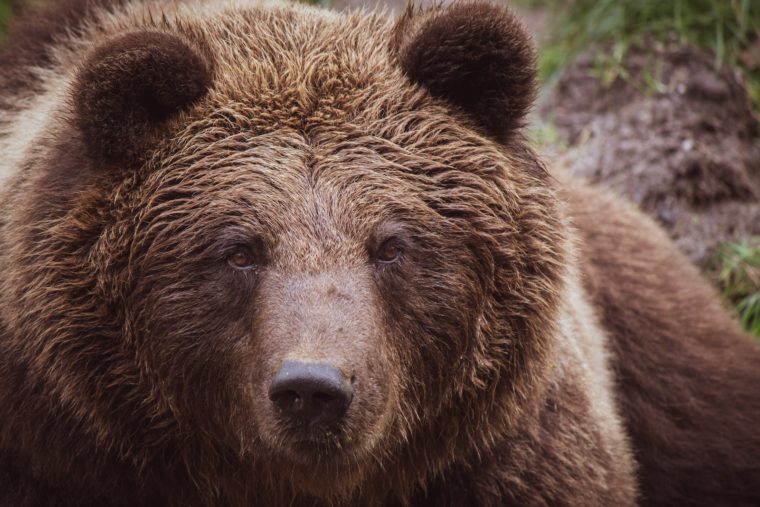 Close-Up Photo Of Grizzly Bear