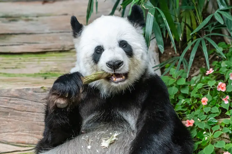 Eating Panda Bear