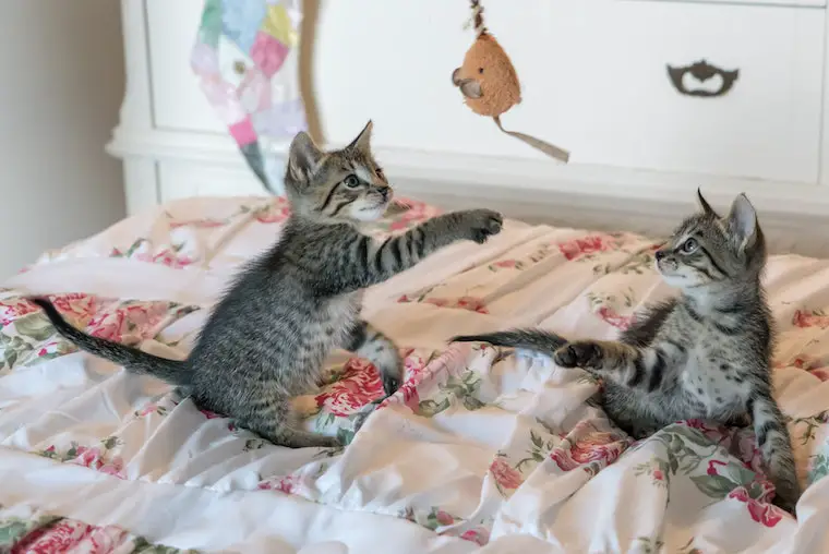 Tabby Kittens Playing