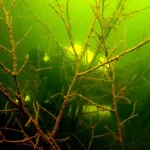 Astonishing Underwater Forests: The Enigma Of Sunken Amazonian Trees | Chernobyl