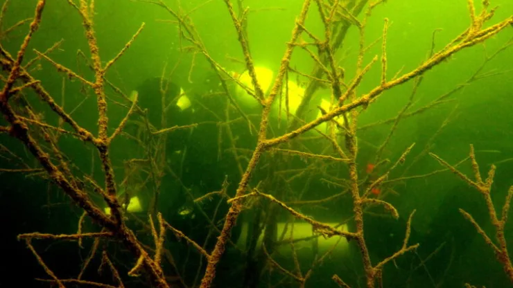 Astonishing Underwater Forests: The Enigma Of Sunken Amazonian Trees | Underwater Forest