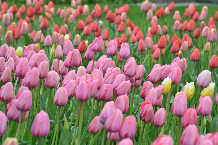 Pink And Red Tulips Flower Field