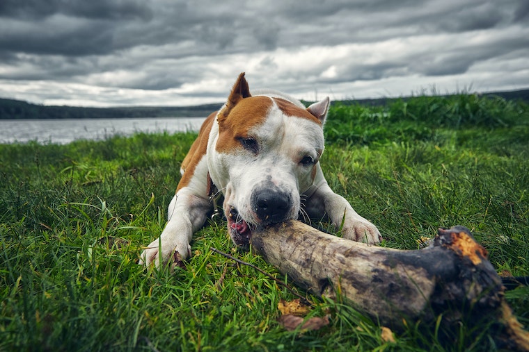 Photo Of An American Staffordshire Terrier Biting A Log