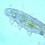 The Unexplored Depths: 7 Fascinating Facts About Tardigrades In Space | Tardigrades