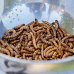 How To Make Edible Insects