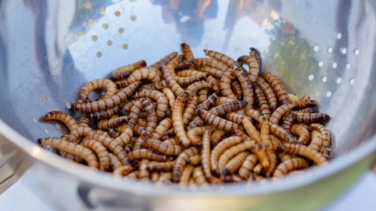 How To Make Edible Insects