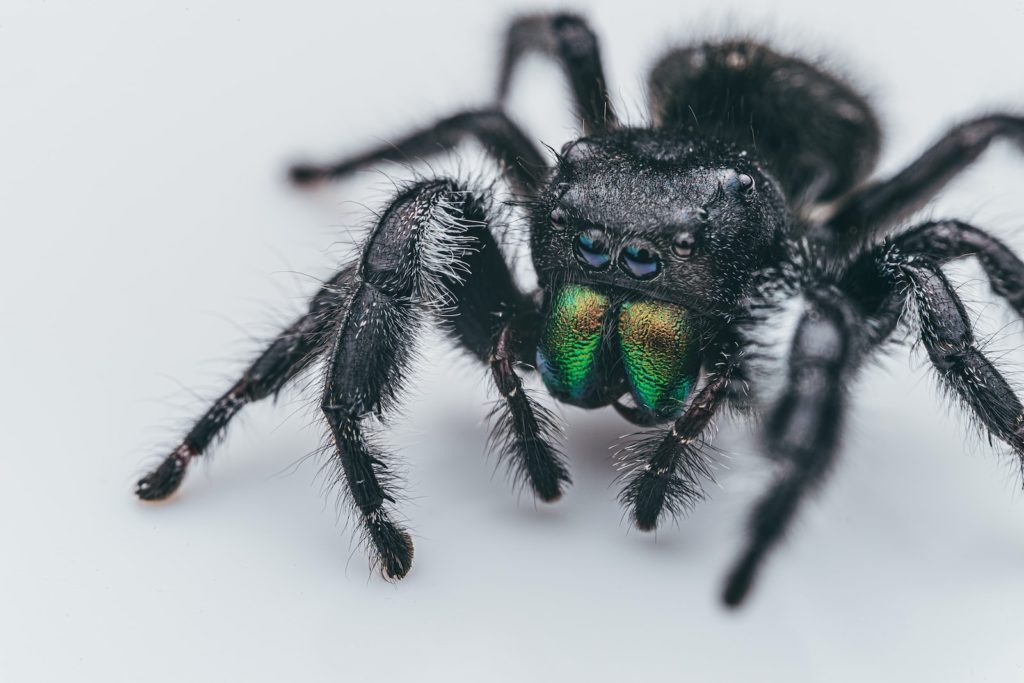 Black And Green Jumping Spider