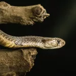 Facts About Cobras | Chinese Food