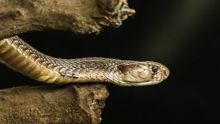 Facts About Cobras |