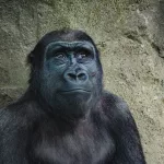 Facts About Gorillas | machine learning