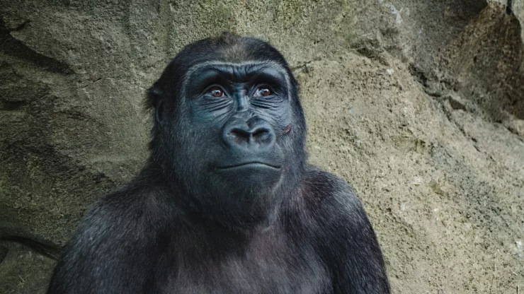 Facts About Gorillas |