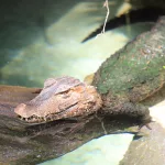 Facts About Alligators |