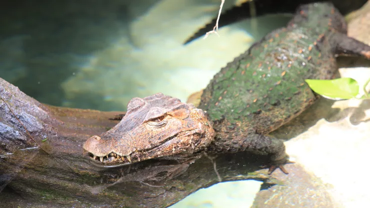 Facts About Alligators |