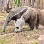 Facts About Anteaters