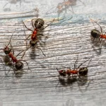 Facts About Ants |