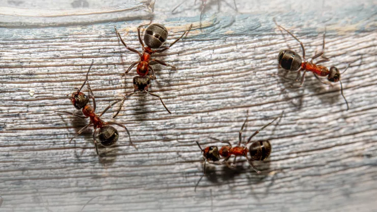 Facts About Ants |