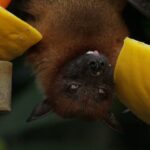 Facts About Bats