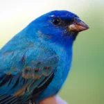Facts About Bluebirds