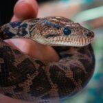 Facts About Boa Constrictors |