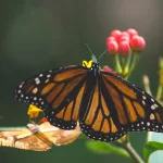 Facts About Butterflies