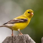 Facts About Canaries