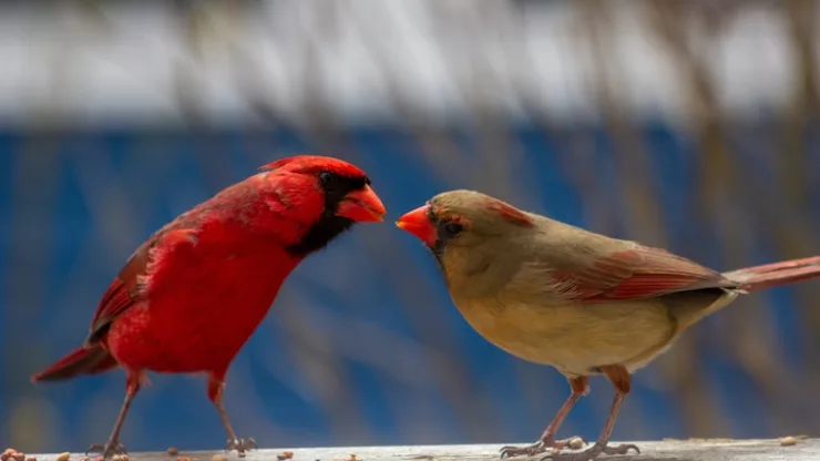 Facts About Cardinals