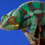 Facts About Chameleons