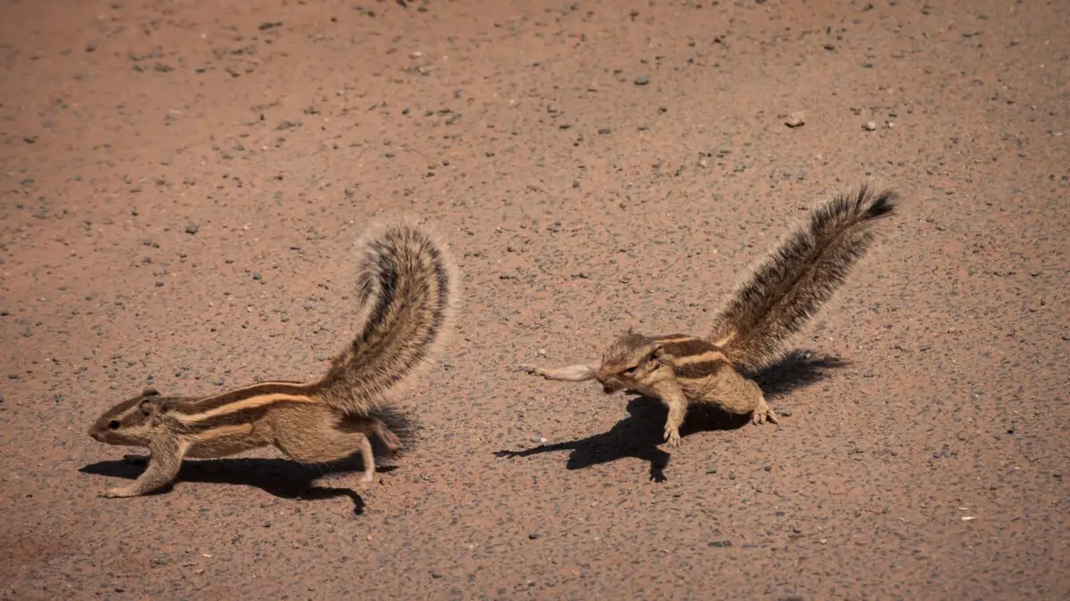 Facts About Chipmunks | Facts On Tap