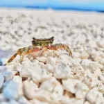 Facts About Crabs |