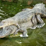 Facts About Crocodiles