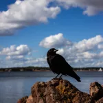 Facts About Crows | Facts About The History Of Technology