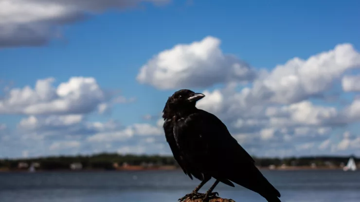 Facts About Crows |