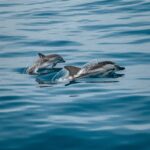 Facts About Dolphins | Machine Learning
