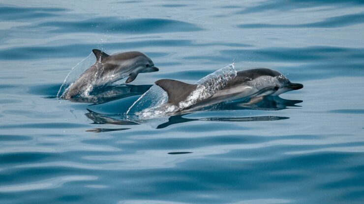 Facts About Dolphins | Nature