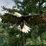 Facts About Eagles | machine learning