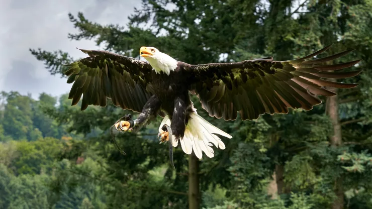 Facts About Eagles |