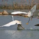 Facts About Egrets