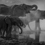 Facts About Elephants | Facts About The History Of Technology