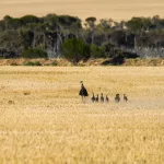 Facts About Emus |