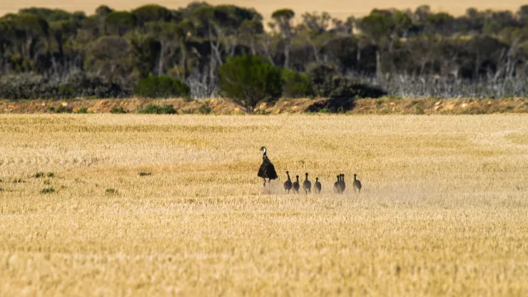 Facts About Emus |