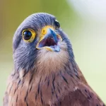 Facts About Falcons