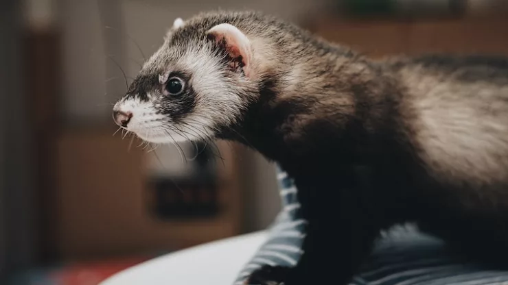 Facts About Ferrets