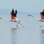 Facts About Flamingos